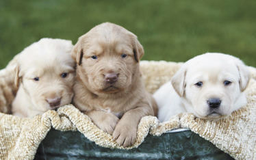 golden retreivers